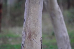 Eucalyptus fasciculosa