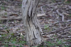 Eucalyptus fasciculosa