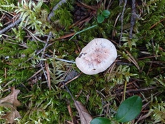 Hydnellum peckii
