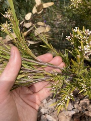 Leucopogon interstans