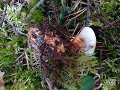 Hydnellum peckii