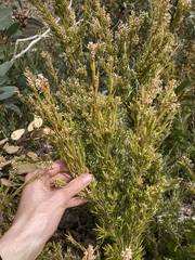 Leucopogon interstans