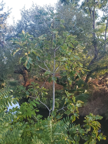 Ficus, photographed by an iNaturalist contributor