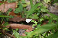 Leptosia nina