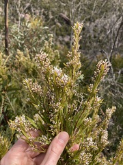 Leucopogon interstans