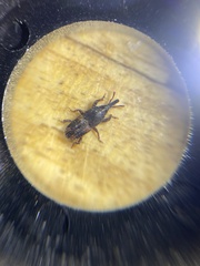 Sitophilus