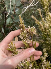 Leucopogon interstans