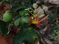 Passiflora cinnabarina