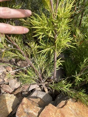 Leucopogon interstans