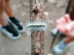 Hyphantria cunea