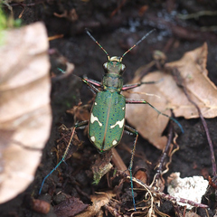 Cicindela japana