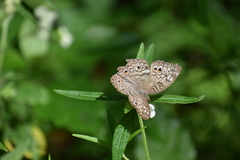 Junonia atlites