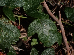 Passiflora cinnabarina