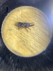 Sitophilus