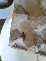 Limnephilus
