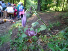 Lilium martagon