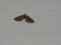 Pelurga comitata