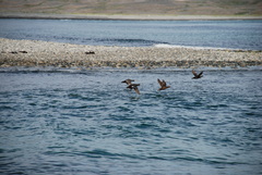 Histrionicus histrionicus