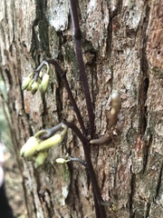 Erythrorchis cassythoides