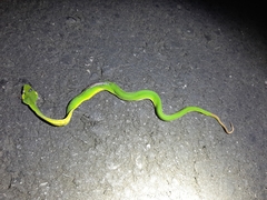 Trimeresurus stejnegeri