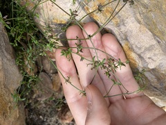 Opercularia apiciflora