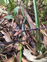 Erythrorchis cassythoides