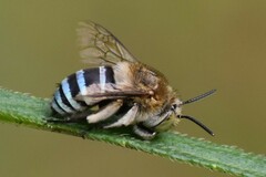 Zonamegilla