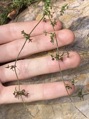 Opercularia apiciflora