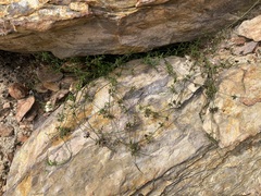 Opercularia apiciflora