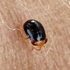 Geocoris erythrocephalus