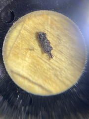 Sitophilus