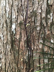 Erythrorchis cassythoides