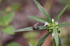 Zonamegilla