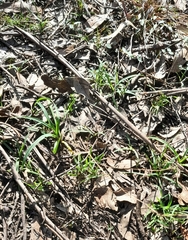 Arthropodium milleflorum