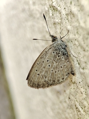 Zizeeria knysna
