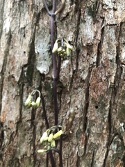 Erythrorchis cassythoides