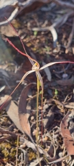 Caladenia capillata