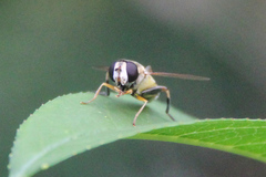 Helophilus trivittatus