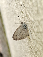 Zizeeria knysna