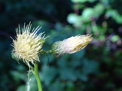 Cirsium erisithales