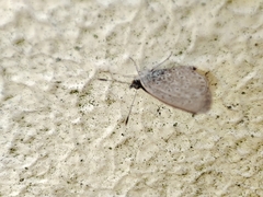 Zizeeria knysna