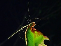 Rhamphosipyloidea