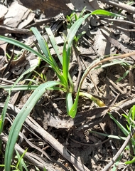 Arthropodium milleflorum