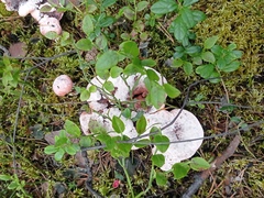 Hydnellum peckii