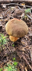 Boletaceae