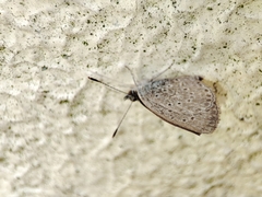 Zizeeria knysna