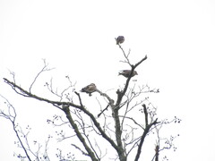 Coccothraustes coccothraustes