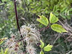 Clematis virginiana