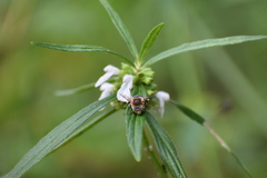 Zonamegilla