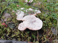 Hydnellum peckii